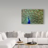 Trademark Fine Art Galloimages Online 'Peacock Proud' Canvas Art, 22x32 ALI34990-C2232GG